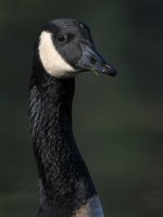 Goose7.jpg