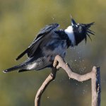 Kingfisher4.jpg