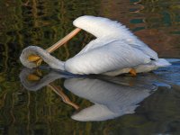 Pelican2.jpg