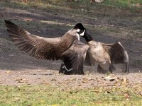 Goose3.jpg