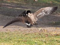 Goose5.jpg