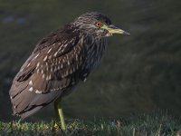 BCNH5.jpg