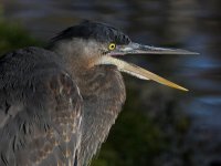 BlueHeron4.jpg