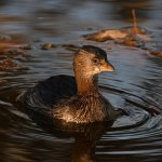 Grebe5.jpg