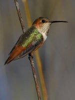 Hummer3.jpg