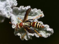 Wasp.jpg