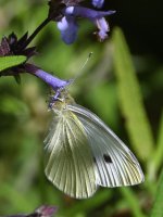 Moth.jpg