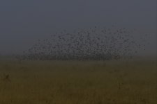 _ROY9267_00001.jpg