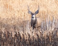 Buck-600.jpg