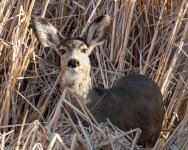 MuleDeerReeds-600.jpg