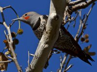 Flicker.jpg