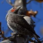 Flicker4.jpg