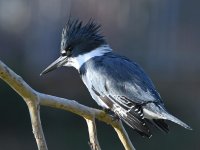 Kingfisher3.jpg
