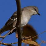 Mockingbird5.jpg