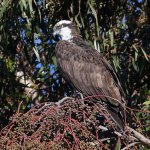Osprey.jpg