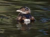 Grebe4.jpg
