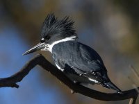 Kingfisher2.jpg