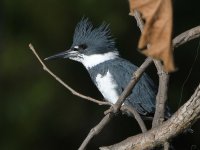 Kingfisher8.jpg