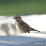 Lincoln's Sparrow N _5003556.jpg