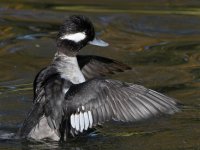 Bufflehead8.jpg