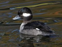 Bufflehead9.jpg