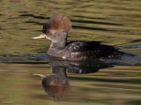 Merganser8.jpg