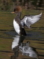 Merganser10.jpg