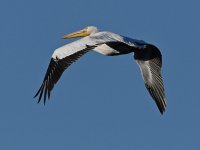 Pelican.jpg