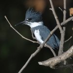 Kingfisher2.jpg