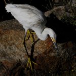 Egret.jpg