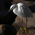 Egret3.jpg