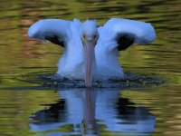 Pelican2.jpg