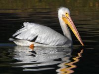 Pelican3.jpg