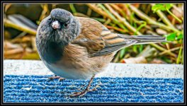 610_2571-Edit.jpg