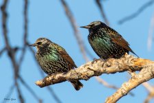 Starlings-681.jpg
