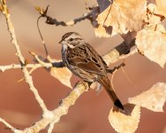 SongSparrow-681.jpg