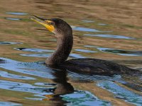 Cormorant.jpg