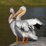 Pelican2.jpg