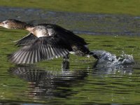 Grebe.jpg