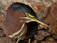 GreenHeron11.jpg