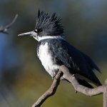 Kingfisher13.jpg