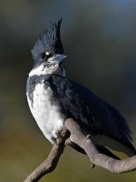 Kingfisher14.jpg
