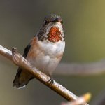 Hummer6.jpg