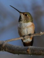 Hummer9.jpg