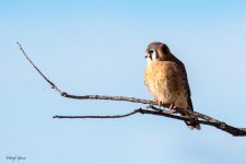 Kestrel-681.jpg