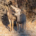 DeerFamily-680.jpg