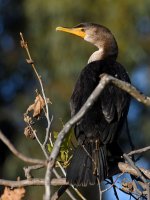 Cormorant2.jpg