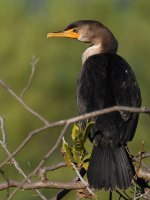 Cormorant4.jpg