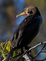 Cormorant7.jpg
