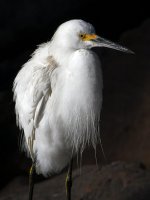 Egret.jpg